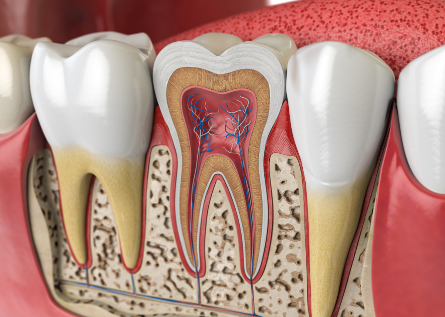 3D cross section of a root canal